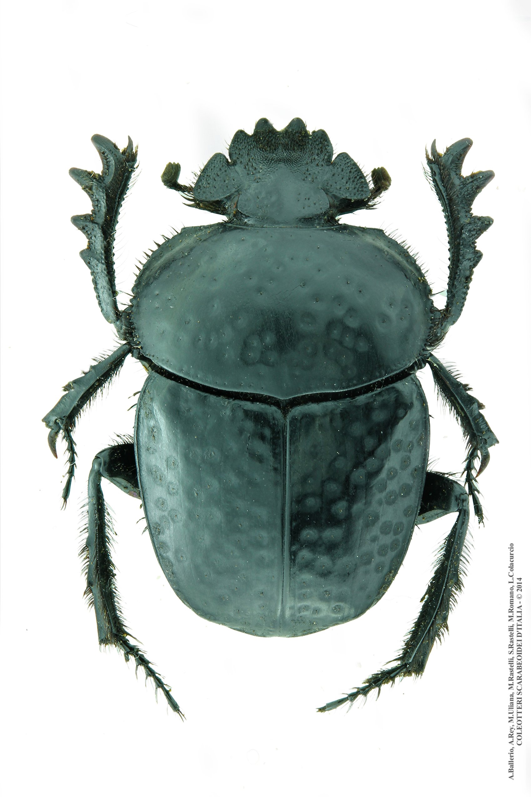 Scarabaeus variolosus